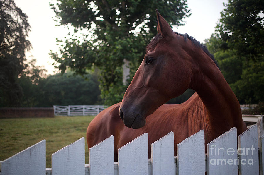Brown Horse in the Morning Photograph by Rachel Morrison
