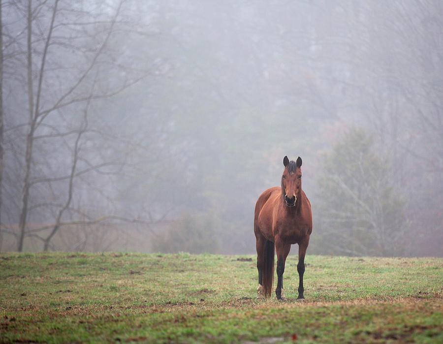 Brown horse in Virginia Fog Photograph by Jack Nevitt