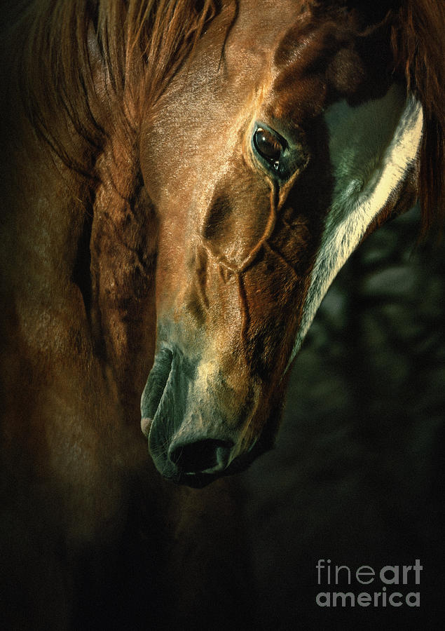 Brown horse portrait Photograph by Dimitar Hristov