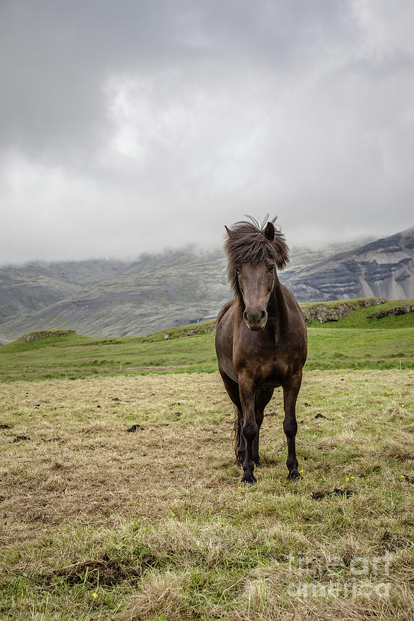 Brown Icelandic Horse Photograph by Edward Fielding