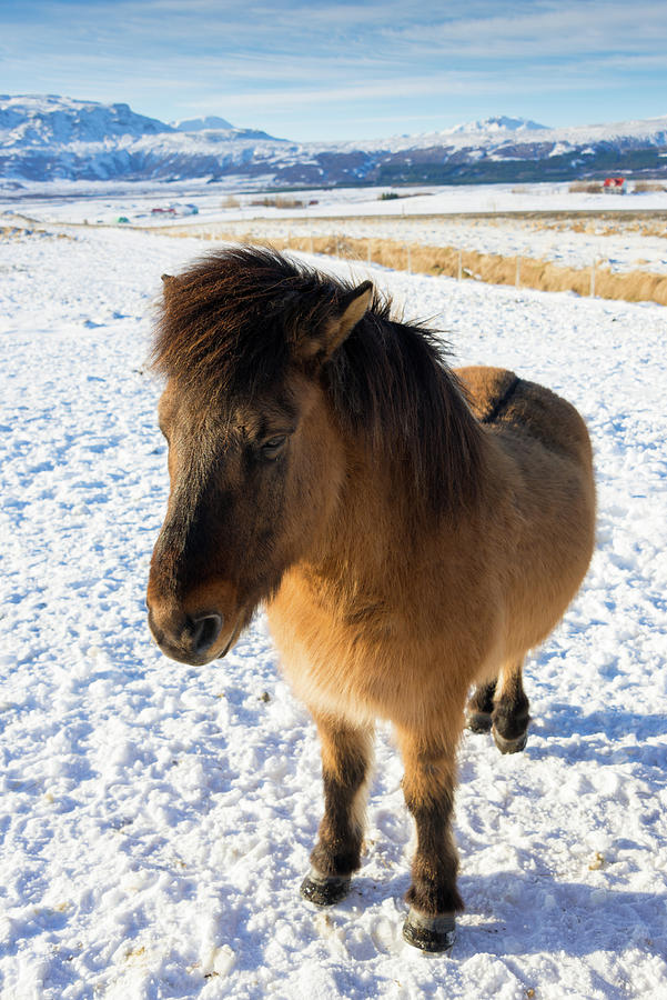 Winter Photograph - Brown Icelandic horse in winter in Iceland by Matthias Hauser