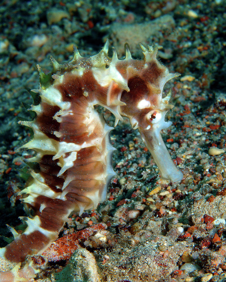 Red Jayakars Seahorse, Red Sea, Israel 1 Photograph by Pauline Walsh Jacobson