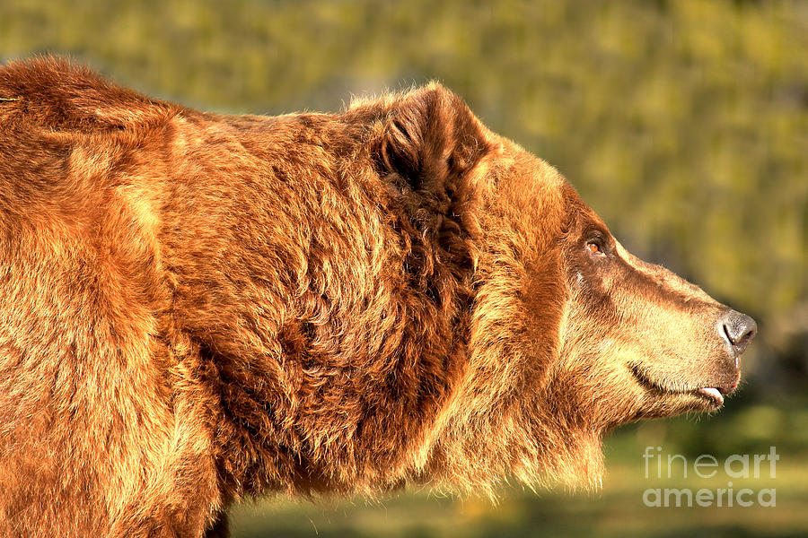 Grizzly Bear Photograph - Brown Kodiak by Adam Jewell