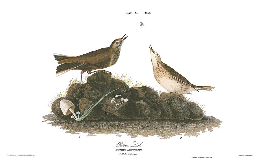 John James Audubon Painting - Brown Lark by John James Audubon