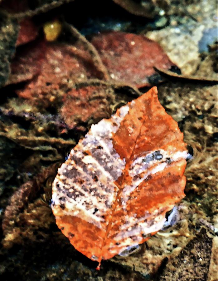 Landscape Photograph - Brown Leaf Afloat in the Creek by Tom Horsch Photography