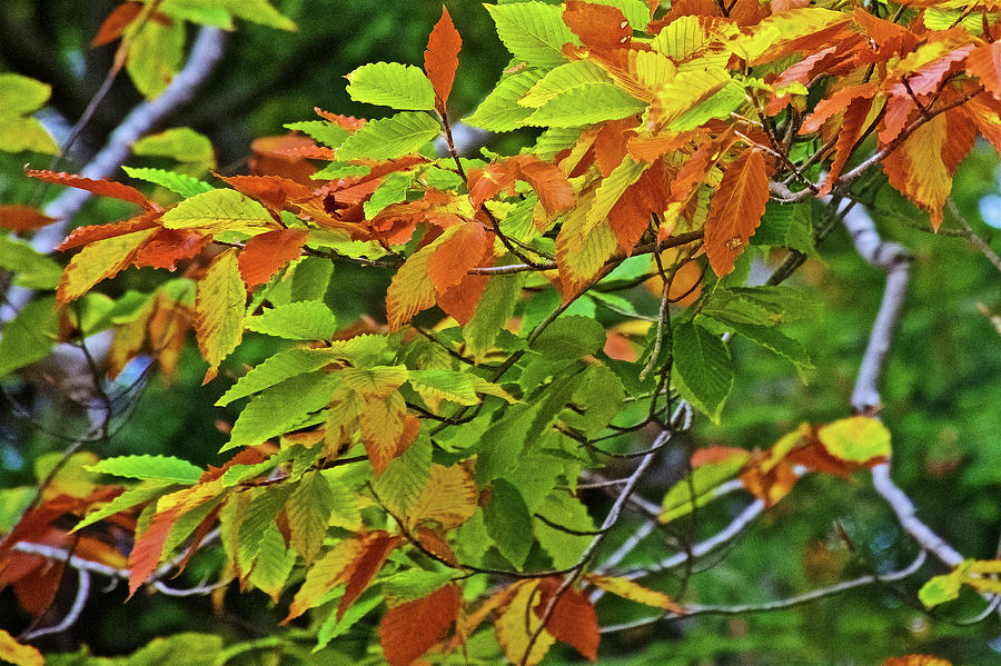 Brown Leaves on This Tree along Trail to North Beach Park in Ottawa County, Michigan Photograph by Ruth Hager