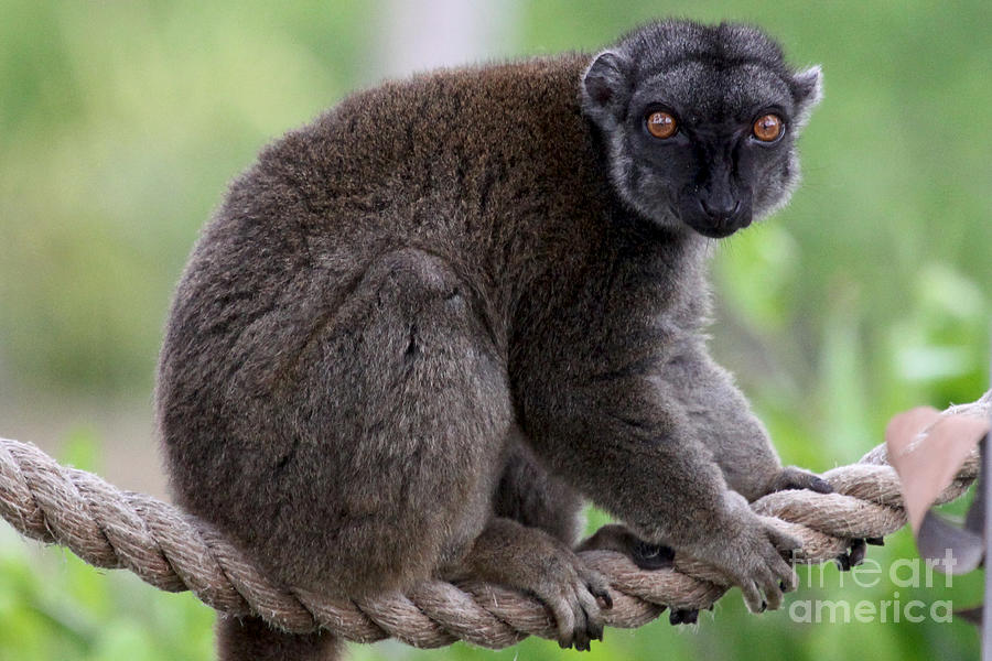 Animal Photograph - Brown Lemur by Meg Rousher