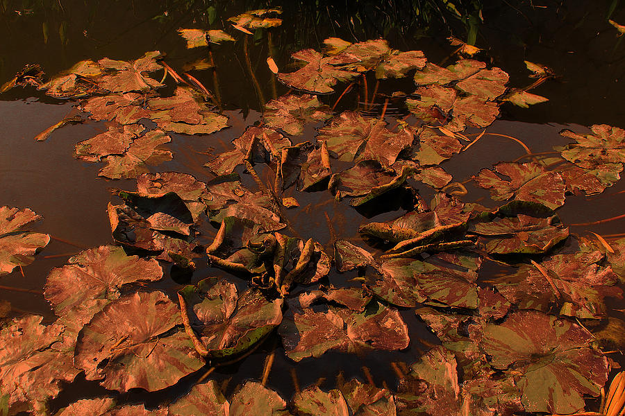 Brown Lily Pad In Fall Photograph by Viktor Savchenko
