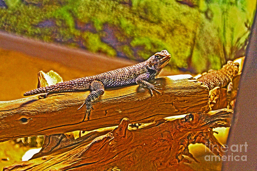 Brown Lizard on Brwon Log Photograph by David Frederick