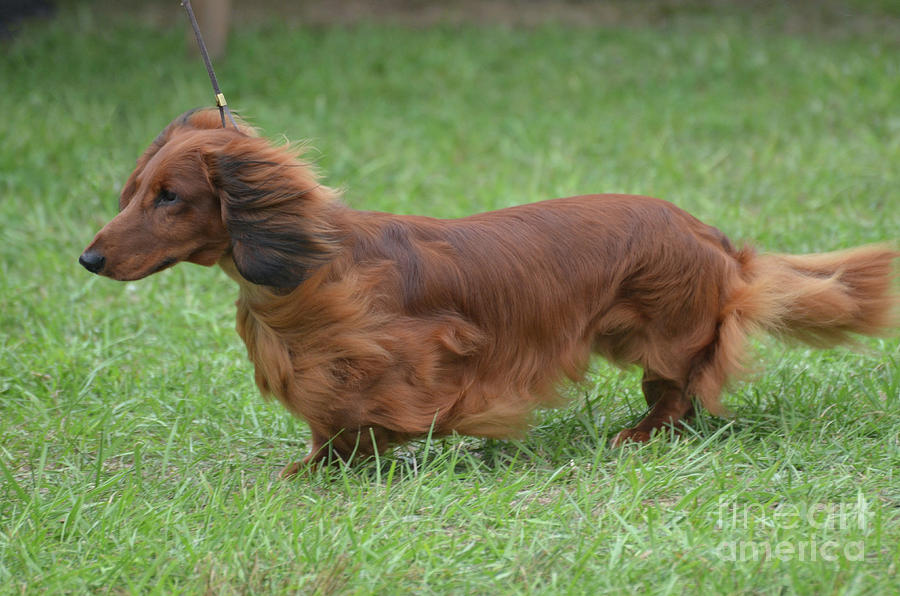Brown Long Hair Dachshund Dog Photograph by DejaVu Designs