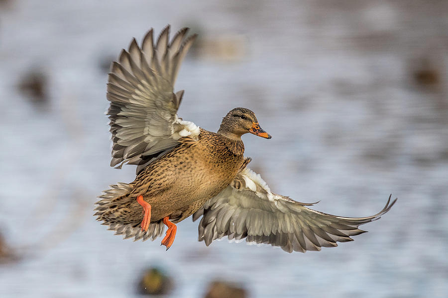 Duck Photograph - Brown Mallard Landing by Paul Freidlund