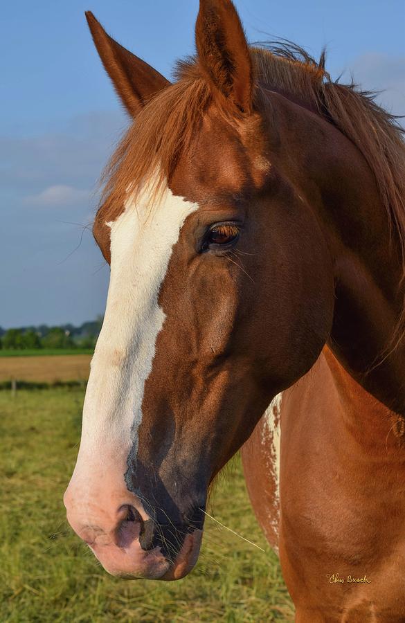 Brown Mare by Chris Busch Brown Mare by Chris Busch
