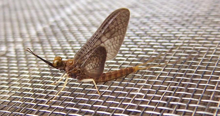 Nature Photograph - Brown Mayfly On Screening    Spring      Indiana by Rory Cubel
