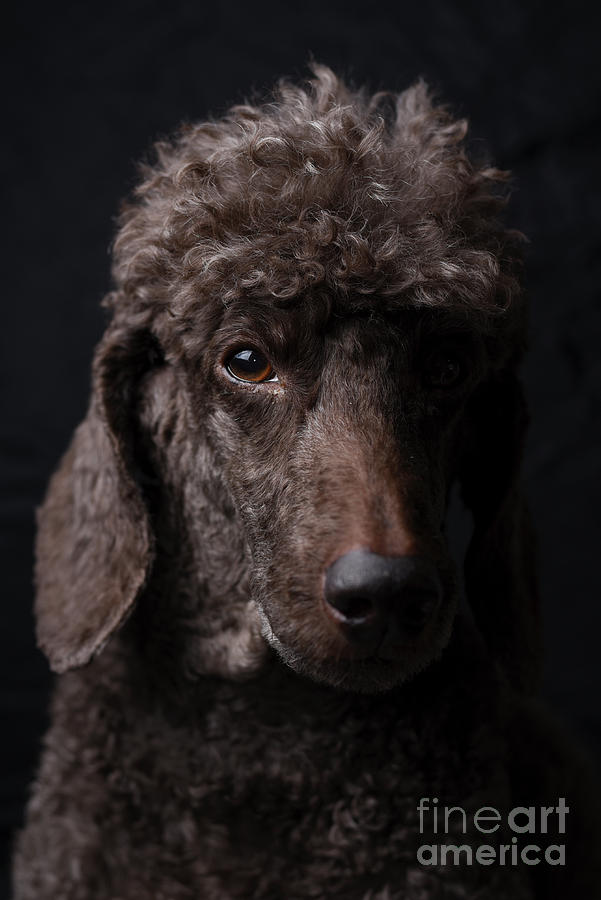 Brown Miniature Poodle 1 Photograph by Amir Paz