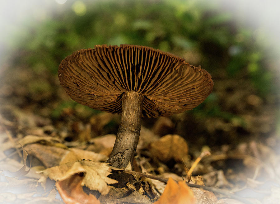 Brown Mushroom with Upturned Cap Photograph by Douglas Barnett