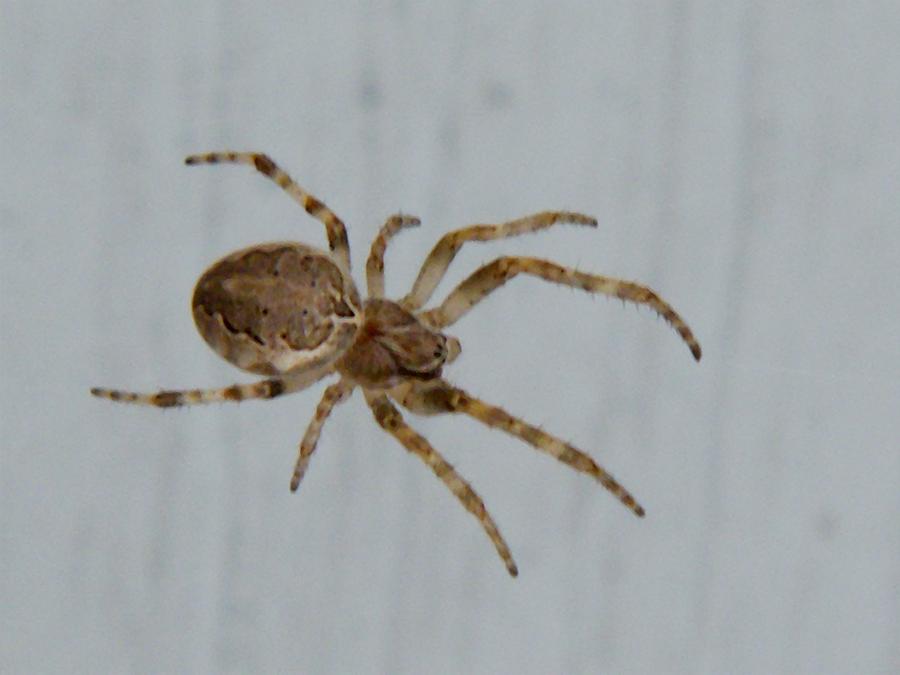 brown-orb-spider-indiana-summer-photograph-by-rory-cubel