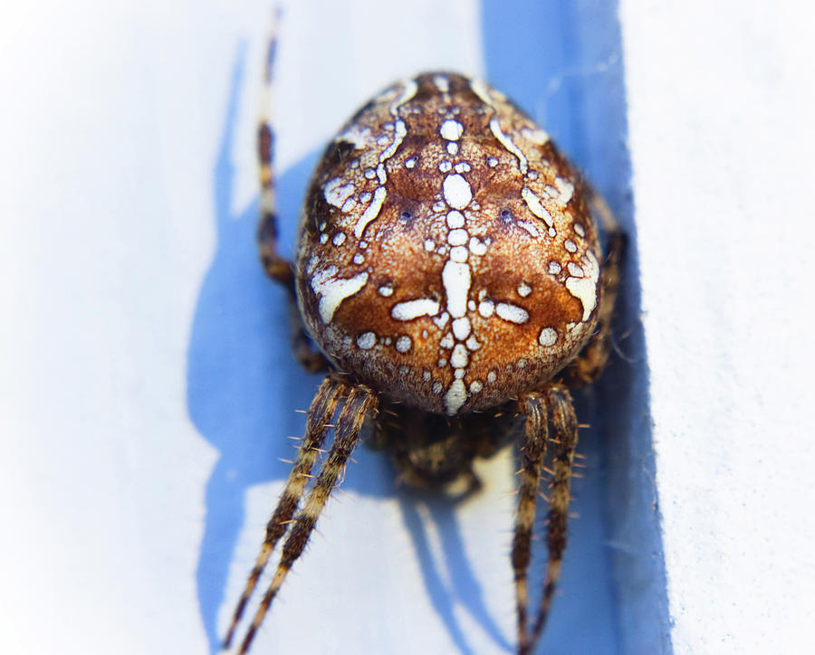 Brown Orb Weaver Photograph by Adria Trail