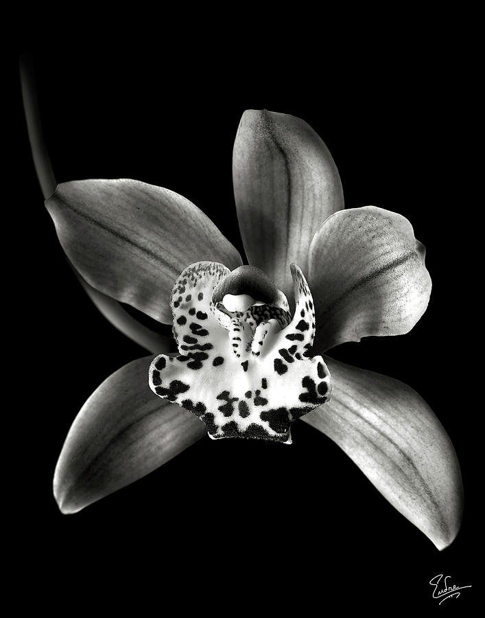 Flower Photograph - Brown Orchid in Black and White by Endre Balogh