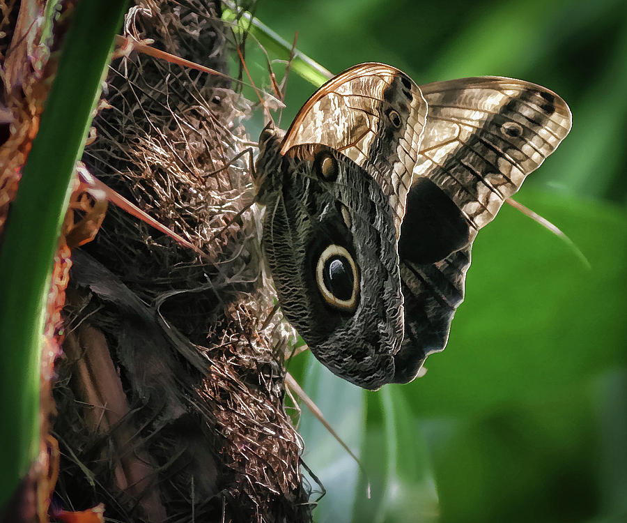 Brown Owl Butterfly -  Photograph by Julie Weber
