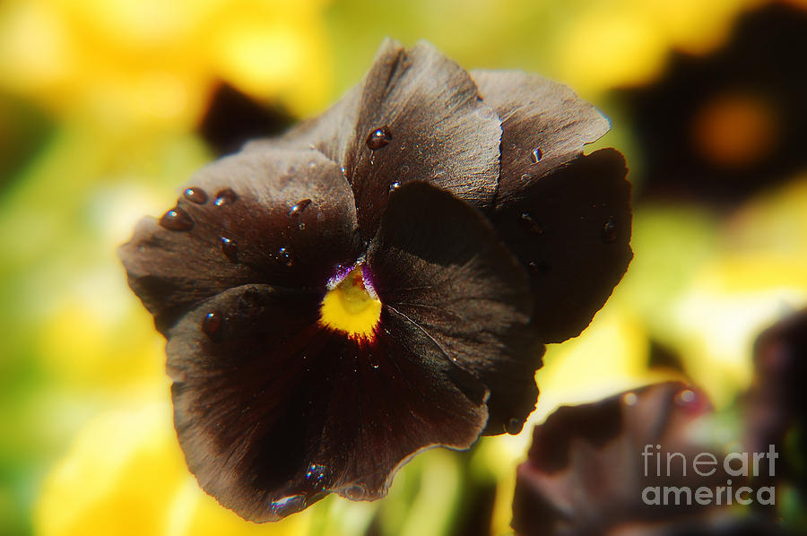 Flower Photograph - Brown Pansy by Elaine Manley