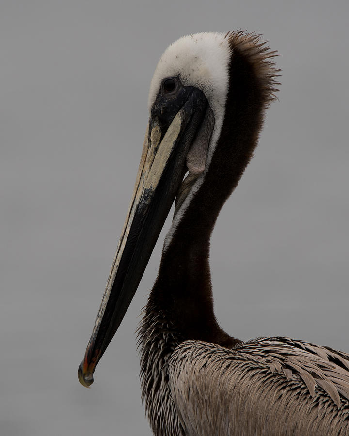 Brown Pelican 10 Photograph by Ernest Echols