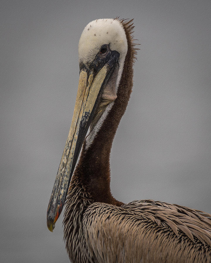 Brown Pelican 11 Photograph by Ernest Echols