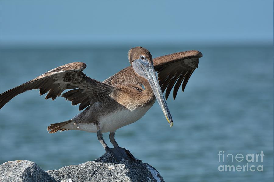 Brown Pelican 3 Photograph by Julie Adair