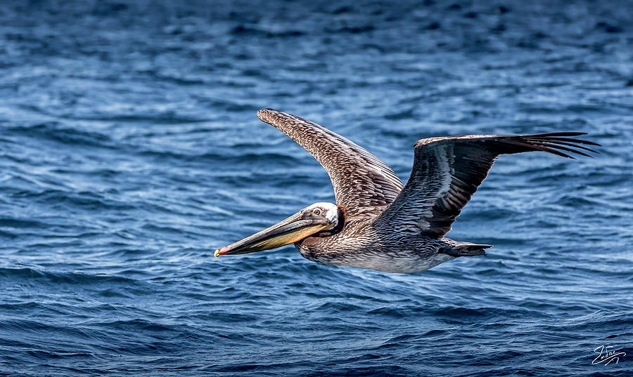 Brown Pelican 5 Photograph by Endre Balogh
