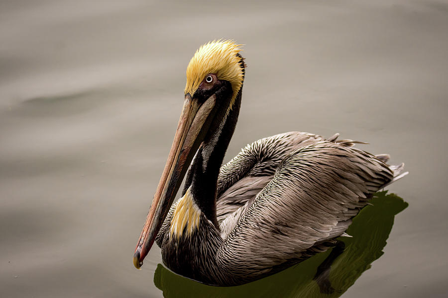 Brown Pelican Series 5 Of 5 Photograph