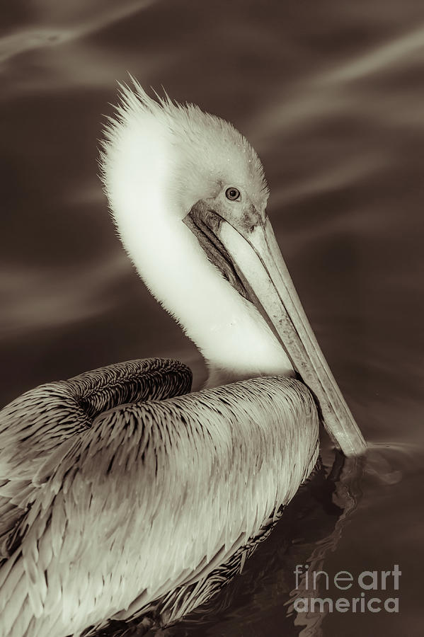 Brown pelican adult in breeding plumage, close-up of head, Pelecanus occidentalis, USA Digital Art by Stefano Senise