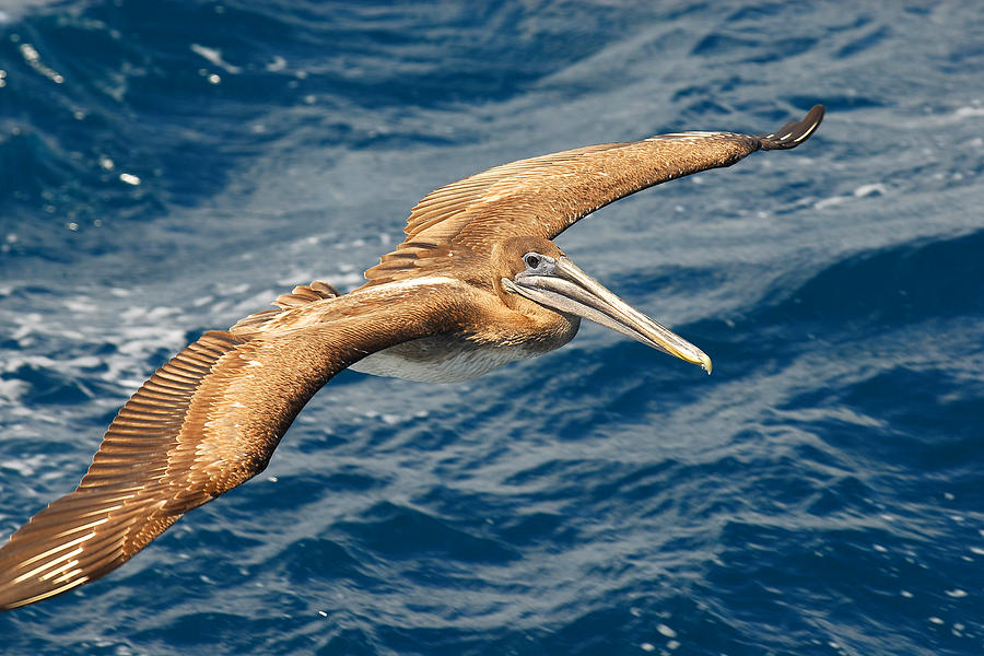 Brown Pelican Photograph by Alan Lenk