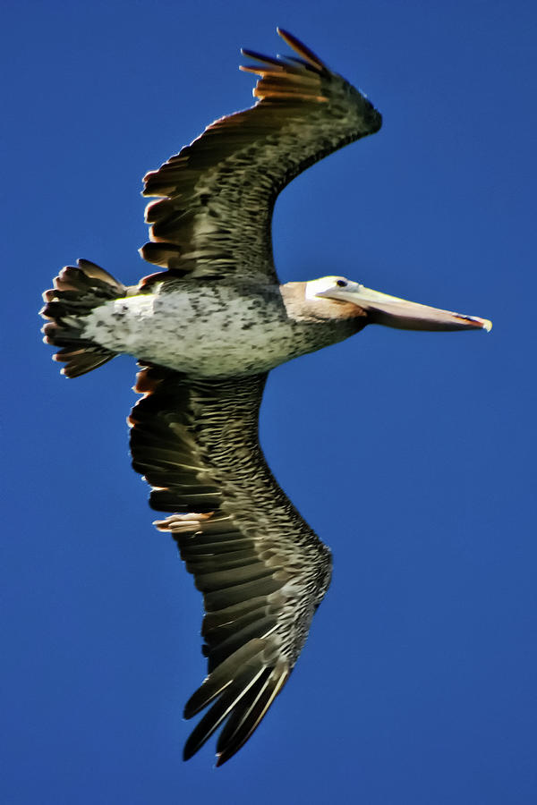 Brown Pelican Photograph by Albert Seger