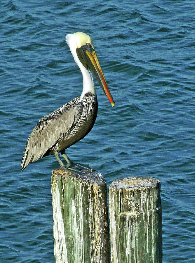 Brown Pelican Photograph by Allan Carrano Pixels