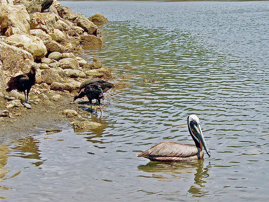 Brown Pelican and Black Vultures in Quepos, Costa Rica Photograph by Ruth Hager