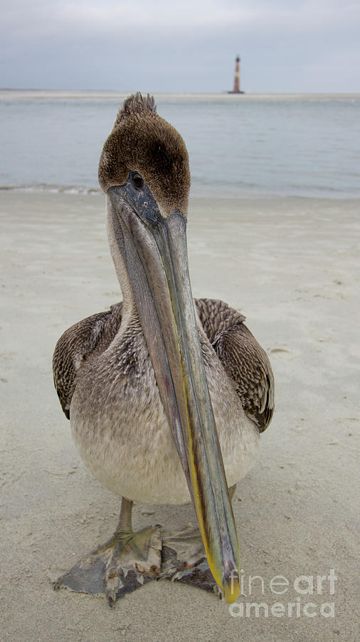 Pelican Photograph - Brown Pelican and Lighthouse by Dustin K Ryan