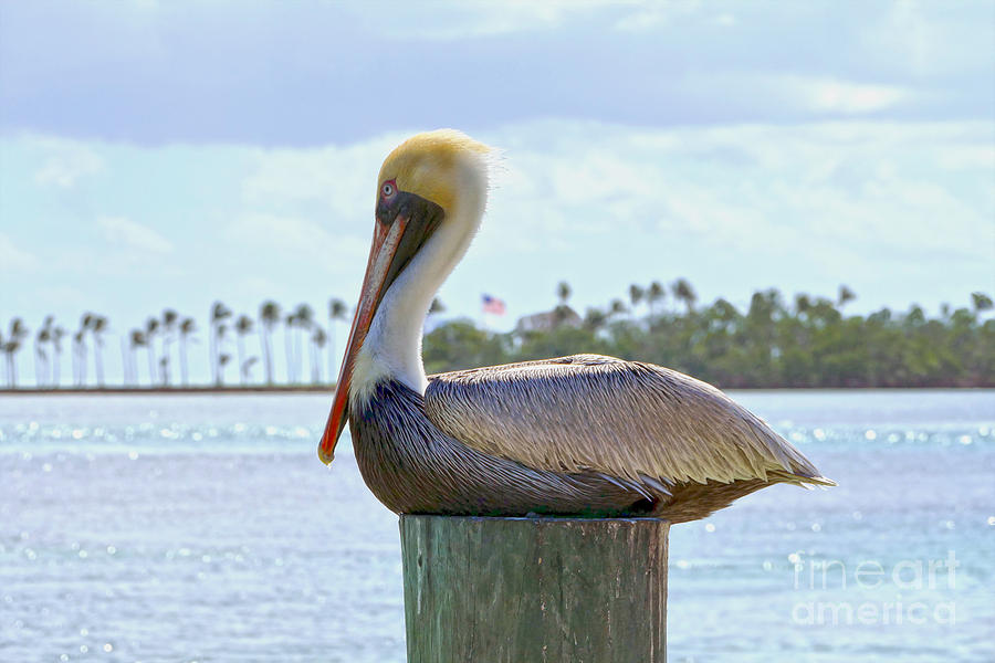 Brown Pelican And Palm Trees Photograph