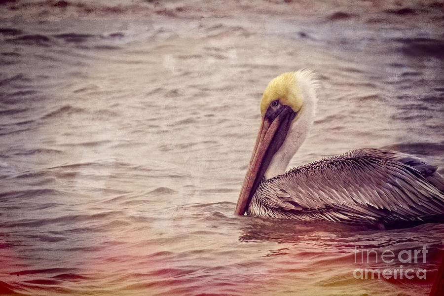 Brown Pelican at Home on the Bay Photograph by Ella Kaye Dickey
