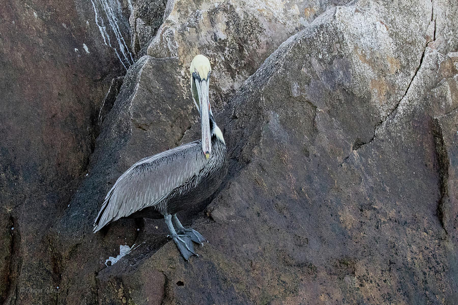 Brown Pelican at Lands End Photograph by Deana Glenz