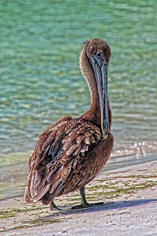 Brown Pelican At The Beach 2 Photograph by HH Photography of Florida