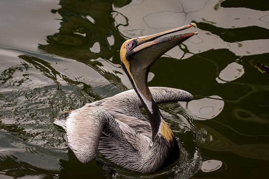 Brown Pelican Begging for Fish - Series 4 of 5 Photograph by Debra Martz