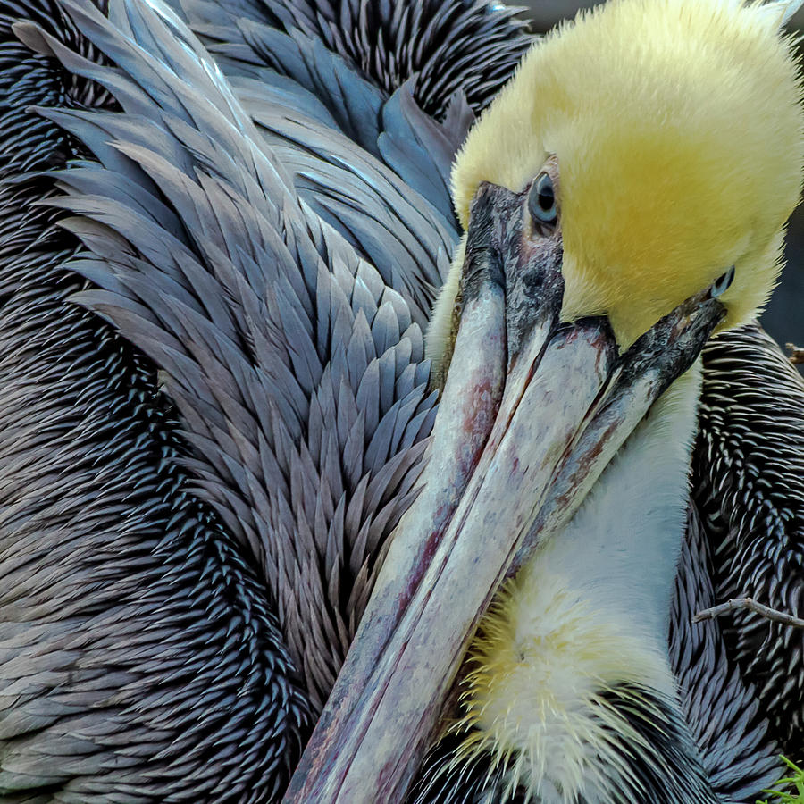 San Diego Photograph - Brown Pelican by Bill Gallagher