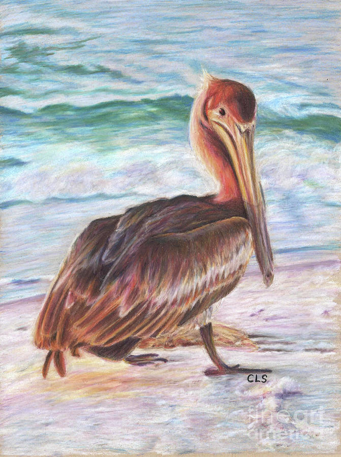 Brown Pelican Drawing by C L Swanner | Fine Art America