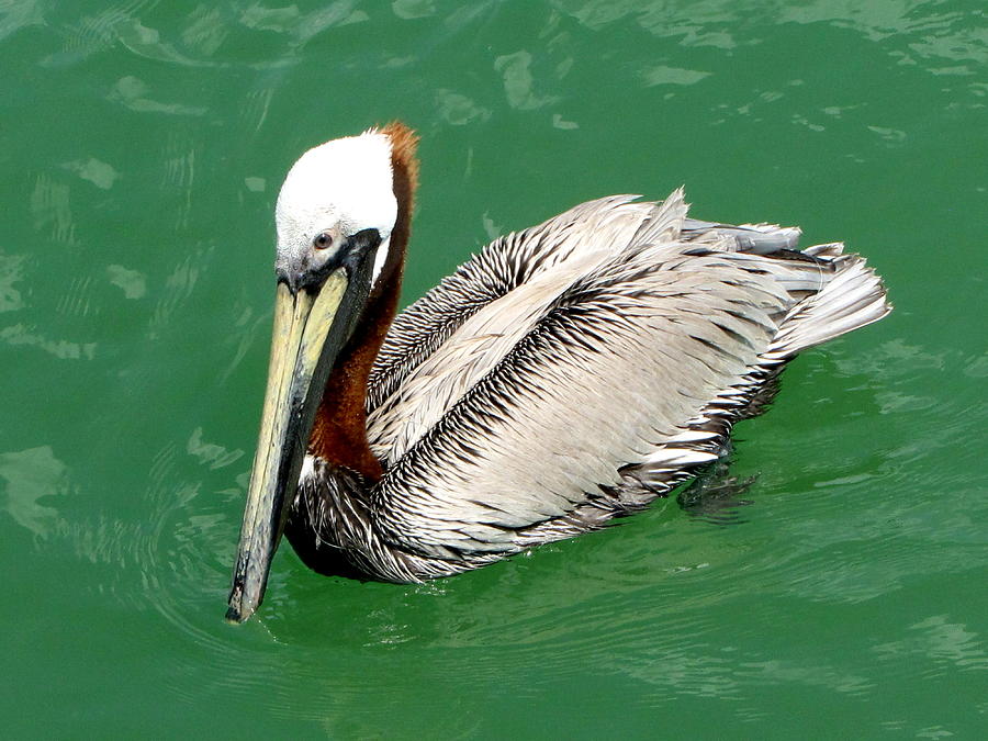 Brown Pelican Photograph by Christopher Mercer