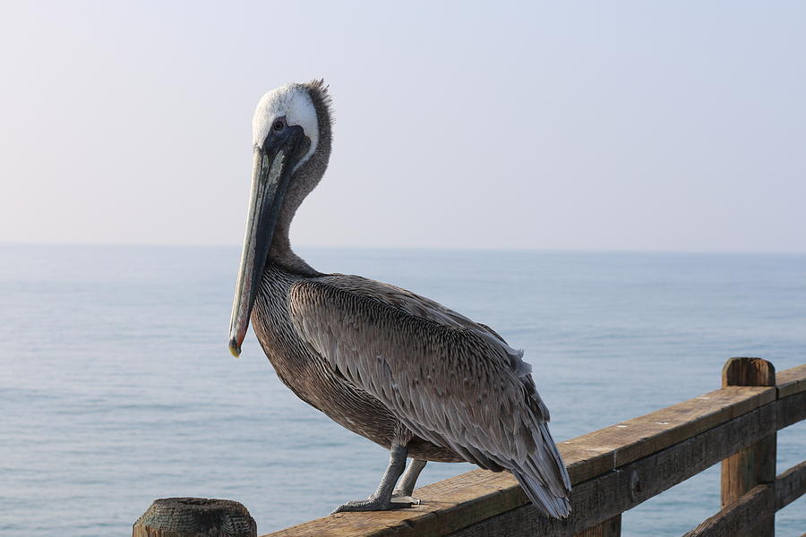 Brown Pelican  Photograph by Christy Pooschke