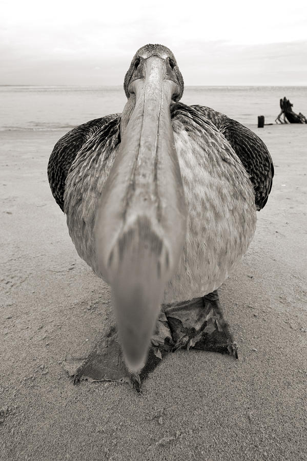 Brown Pelican Close Up Photograph by Dustin K Ryan