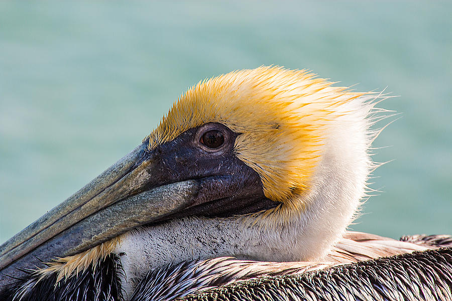 Brown Pelican Closeup 2 Photograph by Richard Goldman