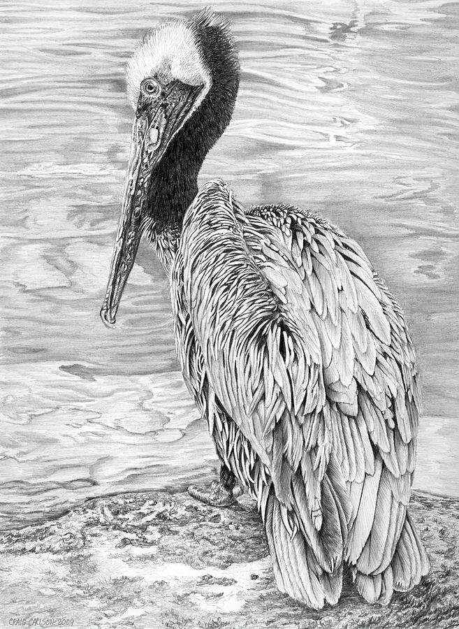 Brown Pelican Drawing by Craig Carlson Fine Art America