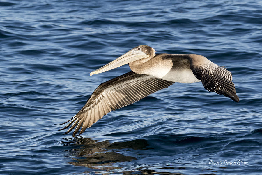 Brown Pelican Photograph by Deana Glenz