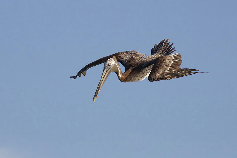 Brown Pelican Diving Photograph By Sue Feldberg