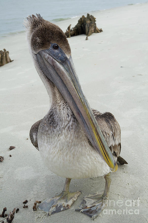 Brown Pelican  Photograph by Dustin K Ryan